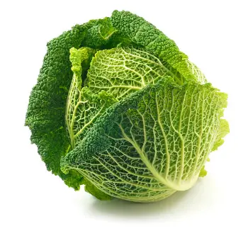 cabbage (4)-3113774-14609.webp